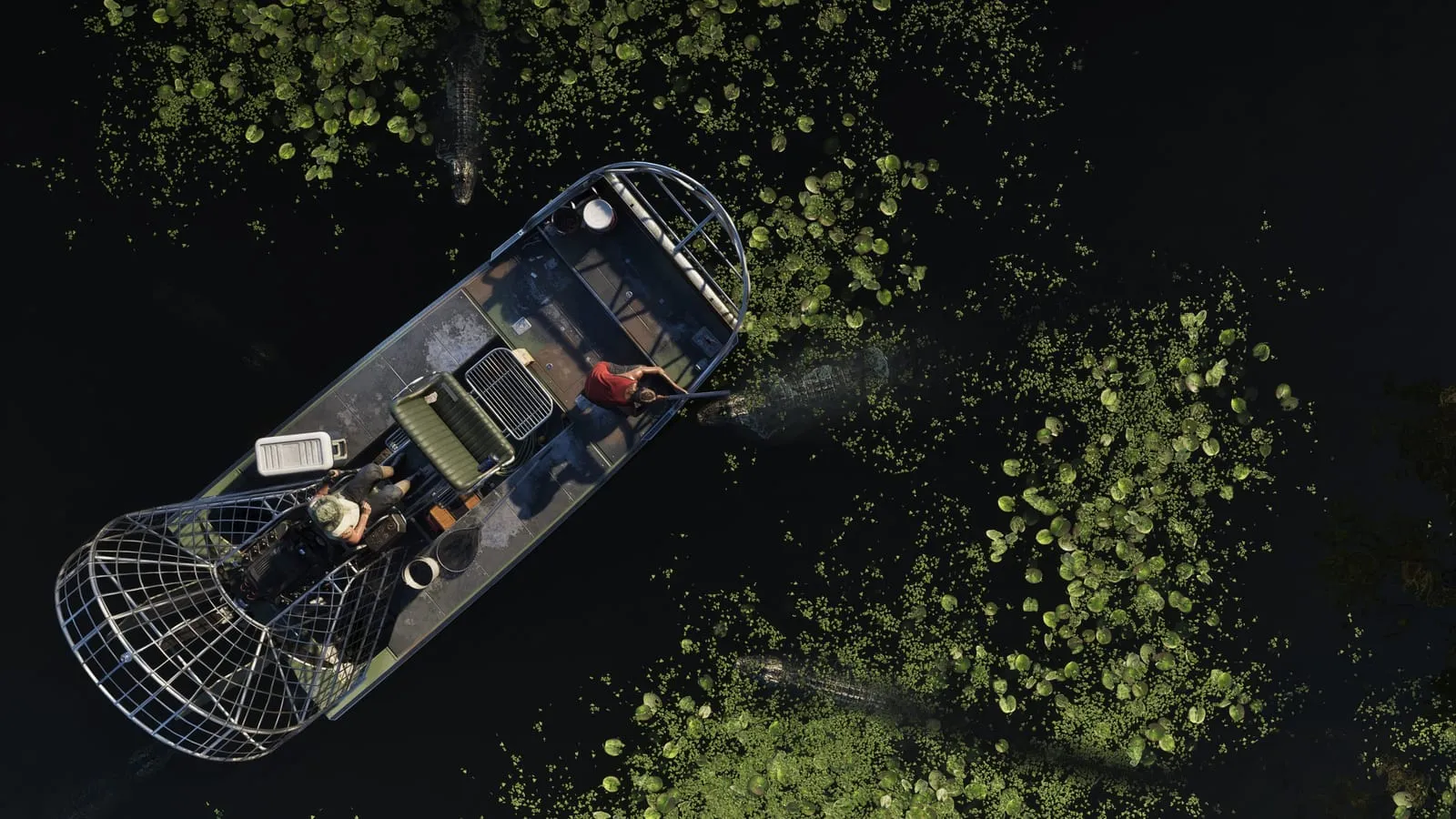 Top-down view of an airboat on black water, two people aboard as alligators circle through the lily pads