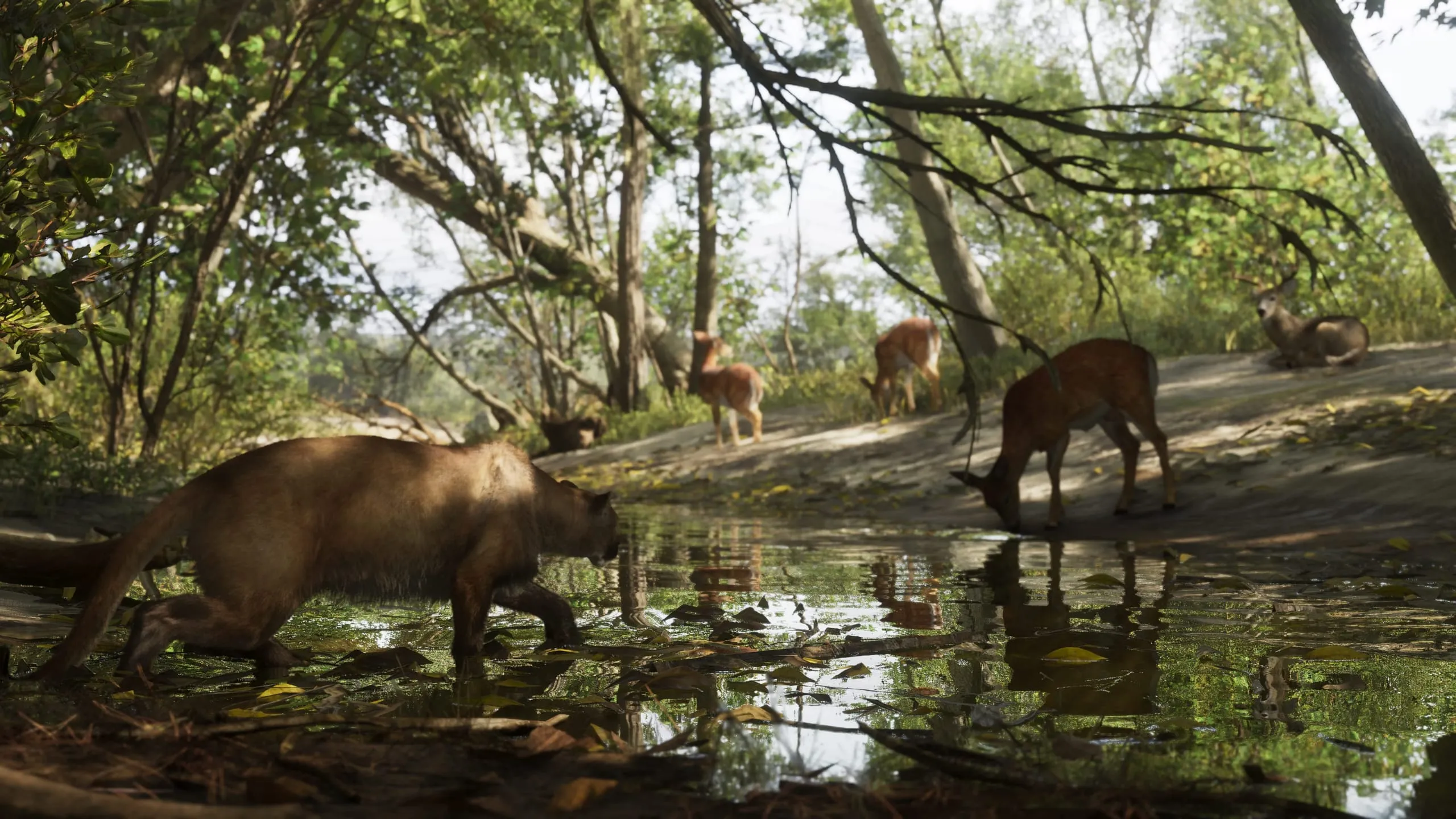 Mountain lion stalking through shallow water toward deer drinking at a woodland pool